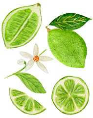 Watercolor botany collection, bright lime, food cut, bloom isolated on white background. For various food products etc.