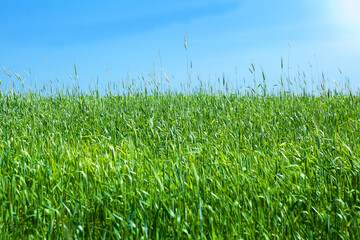 Obraz premium A field of green, ripening wheat against a blue cloudless sky, panorama.