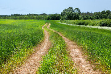 Fototapeta na wymiar Picturesque summer landscape. Road through a field of young green wheat, forest and bushes in the background, against a blue sky.