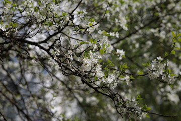Fototapeta premium apple tree blossom in spring