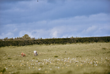 Fototapeta na wymiar Scenic ponies grazing in the distance on grassy field, cloudy blue spring sky with negative space 