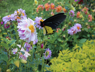 butterfly sucking nectar in the flower garden