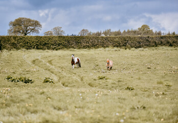 Scenic ponies grazing in the distance on grassy field, cloudy blue spring sky with negative space 