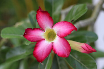 Desert rose, Mock Azalea, Pink bignonia,