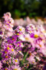 Bushy aster close up. Beautiful violet and yellow blooming flowers in the garden
