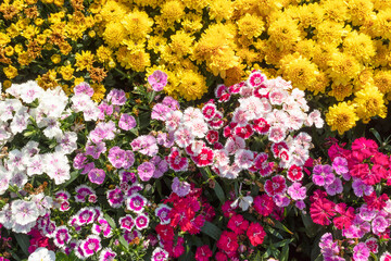 Obraz premium Beautiful Colorful flowers in spring garden.