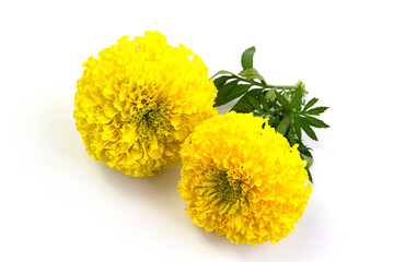 fresh yellow Marigold flower, Tagetes erecta, Mexican marigold, Aztec marigold, African marigold isolated on white background