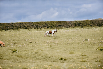 Scenic ponies grazing in the distance on grassy field, cloudy blue spring sky with negative space 