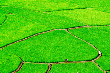 Wallpaper with nature.