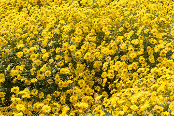 Bright Chrysanthemum indicum Linn flowers in garden background