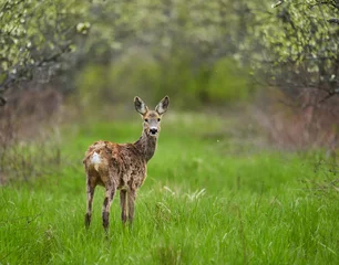 Zelfklevend Fotobehang Female roe deer in shedding fur period © Xalanx