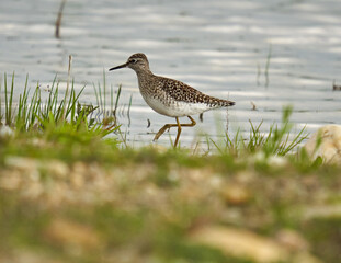 Wood sandpiper by water edge
