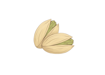 Pistachio illustration on white background. Nut sketch