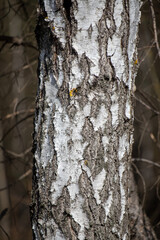 The bark of a tree trunk close-up as a background