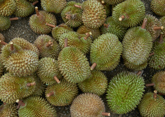 Group of fresh durians in the durian market.