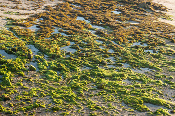 algues sur la plage de Saint Pierre de Quiberon en France