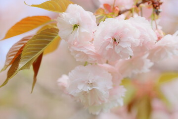 Obraz premium 満開の八重桜のクローズアップ