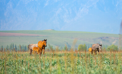 Horse and newborn foal on the background of mountains, a herd of horses graze in a meadow in summer and spring, the concept of cattle breeding, with place for text.