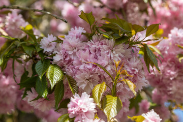 Cherry Blossom Tree in the garden in Sedbergh, Yorkshire Dales, UK.