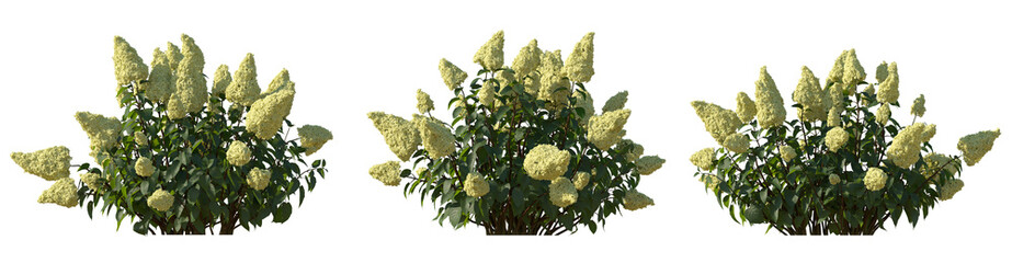 Set of hydrangea paniculata phantom bush shrub isolated png on a transparent background perfectly...