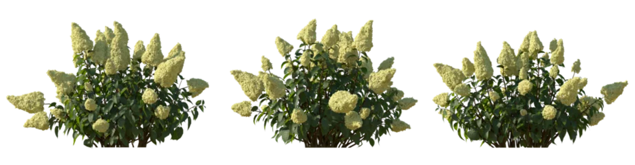 Raamstickers Set of hydrangea paniculata phantom bush shrub isolated png on a transparent background perfectly cutout © Roman