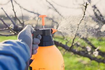 spraying the garden from pests and diseases with a pulverizer