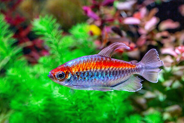 Obraz na płótnie Canvas Congo tetra fish (Phenacogrammus interruptus) is a species of fish in the African tetra family, found in the central Congo River Basin in Africa. Famous aquarium ornamental fish. Soft focus