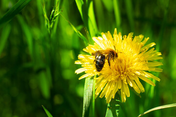 Löwenzahn / Pusteblume