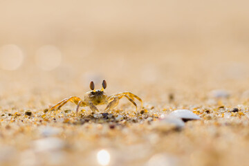 A ghost crab roamin on sand of sea beach near its burrow. 