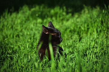 black cat on grass