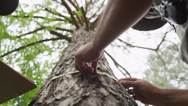 Low angle close-up shot of diverse male and female forest wardens standing beside pine tree in nature park and measuring its circumference with tape, and writing down result on paper on clipboard