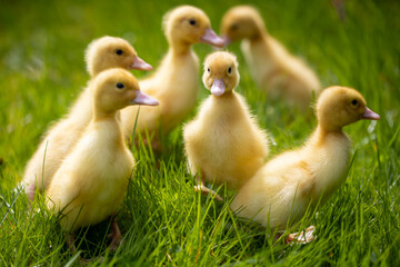 Little cute ducklings on green grass, outdoor
