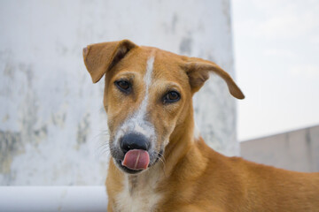 Indian pariah or Indie stray dog of brown color licking it's nose with its tongue out. This local...