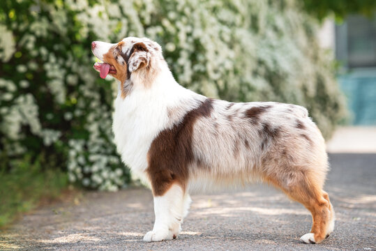 Outdoors photo of red merle australian shepherd dog standing sideways in breed stack on background of blooming white green bushes