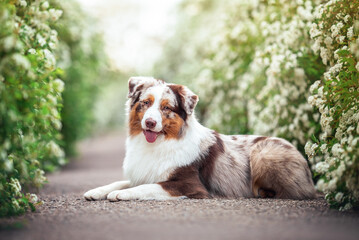 Outdoors photo of red merle australian shepherd dog laying on clean asphalt path among blooming white green bushes - obrazy, fototapety, plakaty