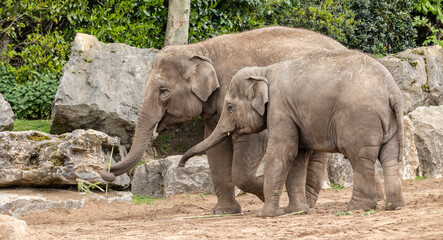 Sri Lankan elephant, Elephas maximus maximus, mother and  calf