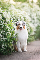 Outdoors photo of bi-eyed blue merle australian shepherd dog sitting on clean asphalt path among blooming white green bushes