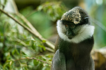 A Red-Bellied Guenons from Monkey World, Dorset