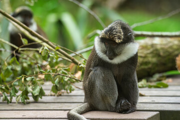 A Red-Bellied Guenons from Monkey World, Dorset