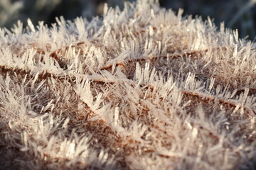 early frost, detail of ice crystals
