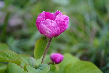 Paeonia mascula is a species of peony. It is a herbaceous perennial  with leaves that are divided into three segments, and large red flowers in late spring and early summer.
