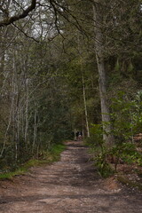a walk through the Lickey hills country park next to Birmingham in the uk