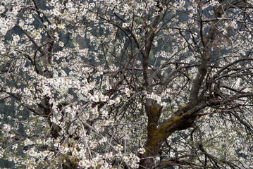 dei bellissimi fiori bianchi in primavera, sfondo di fiori bianchi bellissimi, un'albero pieno di...