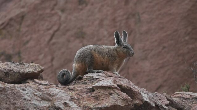 Viscacha, Lagidium viscacia, looking like a mix of rabbit and rat, sitting between rocks in the rocky landscape of the high andes mountains in Chile, it is closely related to Chinchillas.