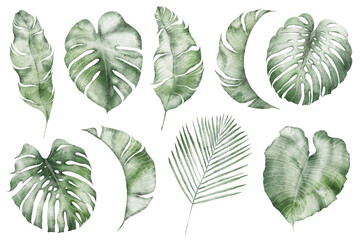 Fototapeta premium Watercolor tropical illustration: botanical leaves