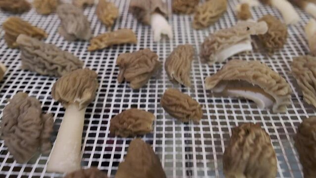 Morel mushrooms are dried on a net in the kitchen of a specialty delicacy