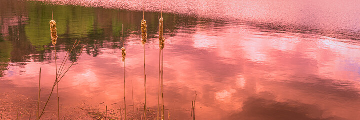 Tranquil spring landscape with cattail aqua plant and water reflections of the clouds at sunset over the Ottauquechee River in Hartford, Vermont, USA