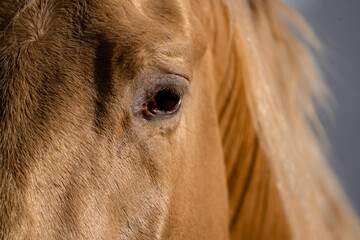 Close up detail of the eye of a golden Spanish horse
