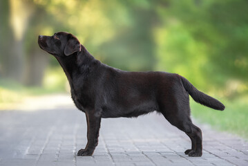 Beautiful chocolate brown labrador retriever dog standing in show breed stack on the clean path on warm summer yellow green background