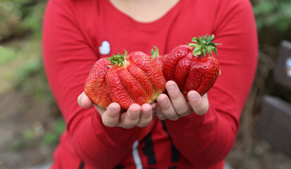 Huge red ripe juicy strawberries in the hands of a child. Selective focus, closeup. May and June is strawberry ripening season, good harvest. Healthy food. vegan